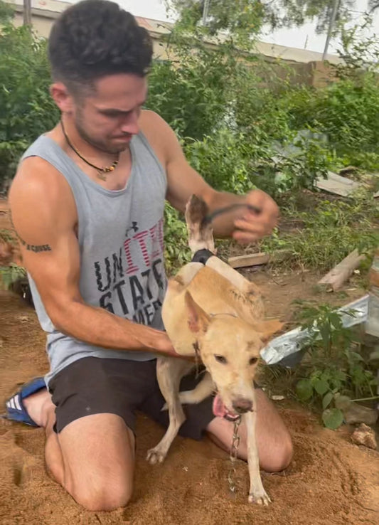 DOG SAVIOR DOG MEAT SURVIVOR